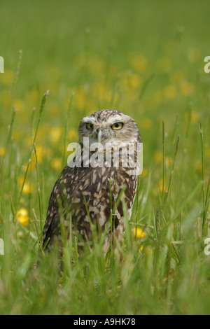 Kanincheneule Stockfoto