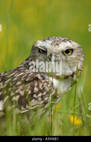 Kanincheneule Stockfoto