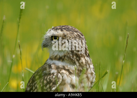 Kanincheneule Stockfoto