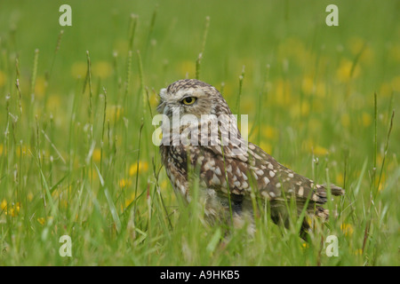 Kanincheneule Stockfoto