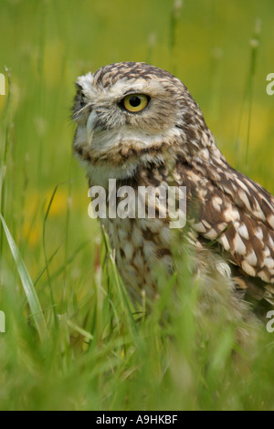 Kanincheneule Stockfoto