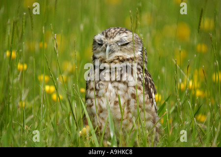Kanincheneule Stockfoto
