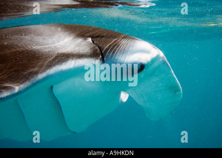 Unterwasser Profil von einem Manta ray Stockfoto