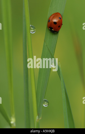 sieben-Punkt-Marienkäfer, Sevenspot Marienkäfer, 7-Punkt Marienkäfer (Coccinella Septempunctata), auf Gras, Deutschland, Bayern, Bad B Stockfoto