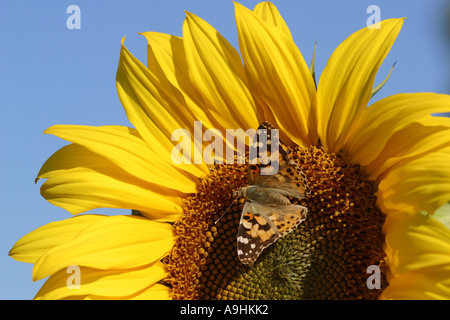 Distelfalter, Distel (Cynthia Cardui, Vanessa Cardui), Sonnenblume, Deutschland, Bayern, Bad Birnbach Stockfoto