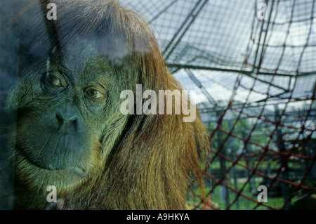 Orang Utan, Orang-Utan, Orang-Outang (Pongo Pygmaeus), hinter Glasscheibe Stockfoto