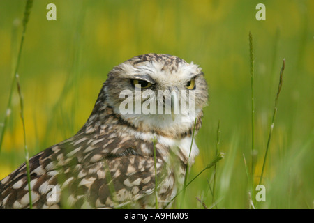 Kanincheneule Stockfoto
