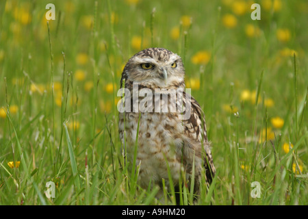 Kanincheneule Stockfoto