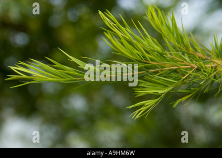 Teebaum, Melaleuca alternifolia Stockfoto