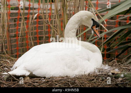 Mutterschaft Brut sitzen auf den Eiern brüten Ei Schwan Schnabel Hals Flügel Tier Tiere Vogel Vögel Detail Höckerschwan Porträt Schwäne Wasser wi Stockfoto