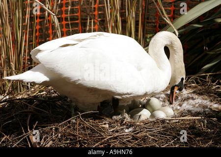 Mutterschaft Brut sitzen auf den Eiern brüten Ei Schwan Schnabel Hals Flügel Tier Tiere Vogel Vögel Detail Höckerschwan Porträt Schwäne Wasser wi Stockfoto