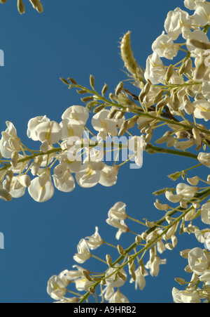 Nahaufnahme des weißen Glyzinien Blüten im frühen Sommer blühen in einem Garten Cheshire England Vereinigtes Königreich UK Stockfoto