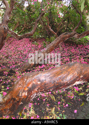 Ein Teppich aus Rhododendron Blütenblätter liegen am Boden bei Holker Hall Cumbria England Vereinigtes Königreich UK Stockfoto