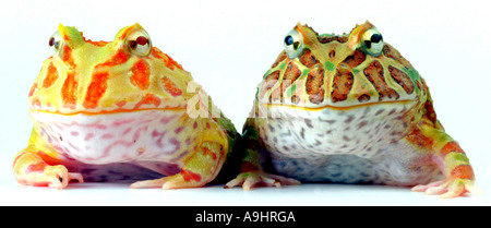 argentinische gehörnten Pacman Frog, Nightcrawler, Night Crawler, reich verzierten gehörnten Frosch, Frosch, verzierten gehörnte Kröte, Escuerzo (Ceratophrys Stockfoto