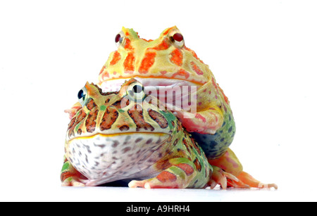 argentinische gehörnten Pacman Frog, Nightcrawler, Night Crawler, reich verzierten gehörnten Frosch, Frosch, verzierten gehörnte Kröte, Escuerzo (Ceratophrys Stockfoto