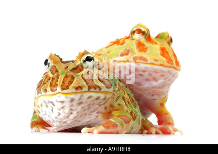 argentinische gehörnten Pacman Frog, Nightcrawler, Night Crawler, reich verzierten gehörnten Frosch, Frosch, verzierten gehörnte Kröte, Escuerzo (Ceratophrys Stockfoto