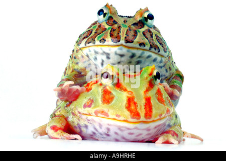 argentinische gehörnten Pacman Frog, Nightcrawler, Night Crawler, reich verzierten gehörnten Frosch, Frosch, verzierten gehörnte Kröte, Escuerzo (Ceratophrys Stockfoto