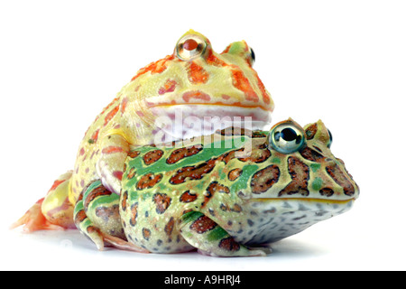 argentinische gehörnten Pacman Frog, Nightcrawler, Night Crawler, reich verzierten gehörnten Frosch, Frosch, verzierten gehörnte Kröte, Escuerzo (Ceratophrys Stockfoto