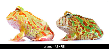 argentinische gehörnten Pacman Frog, Nightcrawler, Night Crawler, reich verzierten gehörnten Frosch, Frosch, verzierten gehörnte Kröte, Escuerzo (Ceratophrys Stockfoto