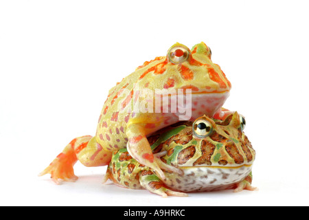 argentinische gehörnten Pacman Frog, Nightcrawler, Night Crawler, reich verzierten gehörnten Frosch, Frosch, verzierten gehörnte Kröte, Escuerzo (Ceratophrys Stockfoto