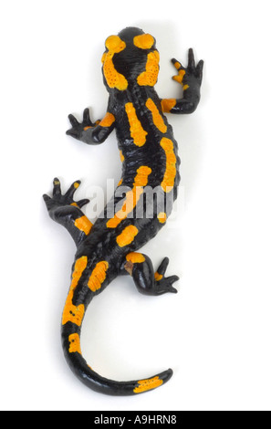 Europäische Feuersalamander (Salamandra Salamandra), Draufsicht Stockfoto