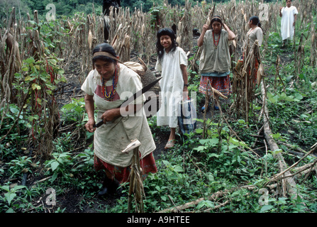 Mexiko, Chiapas, Naha, Selva Lacandona, Nordamerika. Stockfoto