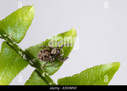 Weibliche Springspinne (Sitticus Pubescens) auf ein Blatt eines Farns sitzen Stockfoto