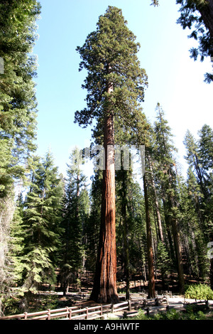 Mammutbaum, Giant Redwood (Sequoiadendron Giganteum), USA, Kalifornien Stockfoto