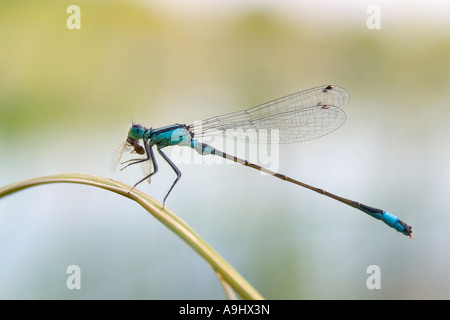 Blau-tailed Libellen (Ischnura Elegans) Fütterung Stockfoto