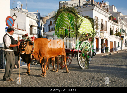 Ochsen ziehen einen Wagen, Anadalusia, Spanien Stockfoto