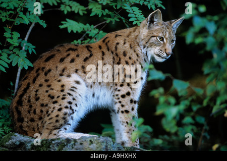 Europäische Luchs, Eurasischer Luchs (Lynx Lynx) Stockfoto