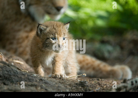 Pokal Europäische Luchs (Lynx Lynx) Stockfoto