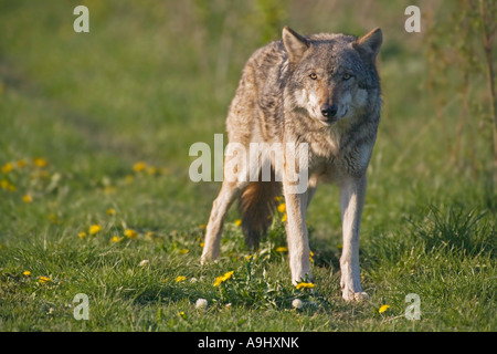 Europäischer Wolf (Canis Lupus Lupus) Stockfoto