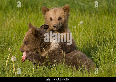 Europäischer Braunbär Cubs, Essen (Ursus Arctos) Stockfoto