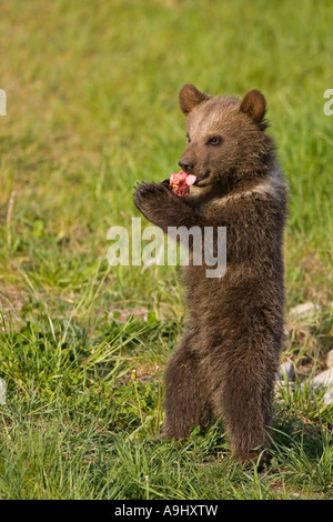 Europäischer Braunbär Cub, Essen (Ursus Arctos) Stockfoto