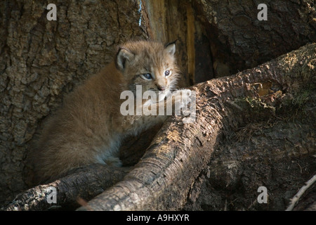 Pokal Europäische Luchs (Lynx Lynx) Stockfoto