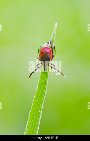 Zecke ((Ixodes Ricinus) Stockfoto