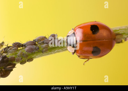 Zwei entdeckt Lady Beetle (Adalia Bipunctata) mit Blattläuse (Aphidoidea) Stockfoto