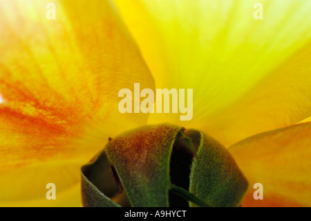 Gelbe Rose, Detail, Nahaufnahme Stockfoto