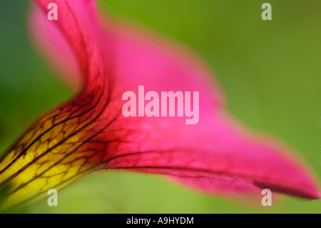 Mimulus from side, detail, close up Stockfoto