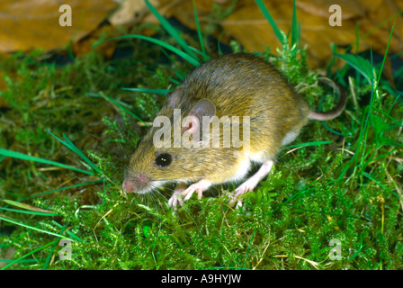 Waldmaus Apodemus Sylvaticus auf Nahrungssuche Stockfoto