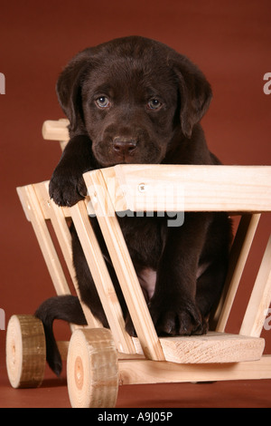 Labrador Welpen in einem kleinen Wagen Stockfoto