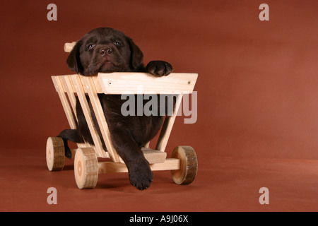 Labrador Welpen in einem kleinen Wagen Stockfoto