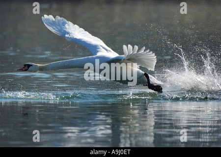 Höckerschwan (Cygnus Olor) ausziehen Stockfoto