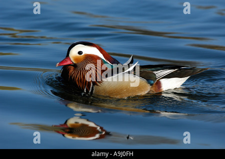 Mandarinente (Aix Galericulata) Stockfoto