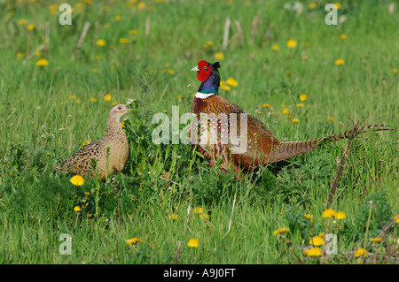 Allgemeine Fasane (Phasianus Colchicus) im Frühling Stockfoto