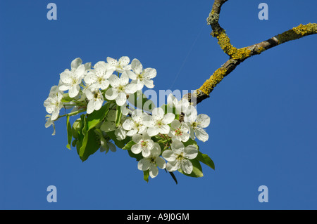 Blüten der wilden Birnbaum (Pyrus Pyraster) Stockfoto