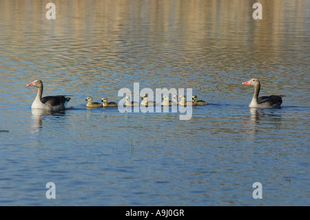 Gänse Graugans (Anser Anser) Stockfoto