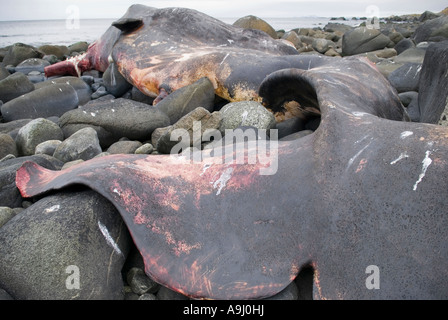 verwesenden Toten Kadaver gestrandeter Pottwal (Physeter Macrocephalus) an der felsigen Küste in der Nähe von Eggum Lofoten Inseln, Norwegen Stockfoto