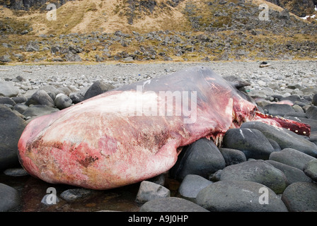 verwesenden Toten Kadaver gestrandeter Pottwal (Physeter Macrocephalus) an der felsigen Küste in der Nähe von Eggum Lofoten Inseln, Norwegen Stockfoto